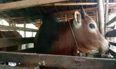 Hewan Ternak Rentan Terserang PMK Saat Musim Penghujan, Peternakan di Riau Diminta Waspada