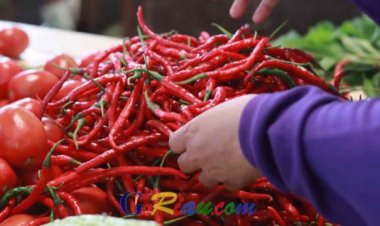Faktor Cuaca dan Kenaikan Harga BBM Bikin Harga Cabai Mahal di Pekanbaru
