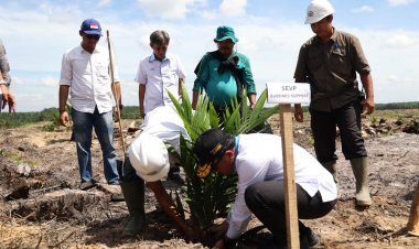 PTPN V Remajakan 13.727 Hektare Perkebunan Sawit Inti Hingga Tahun 2026