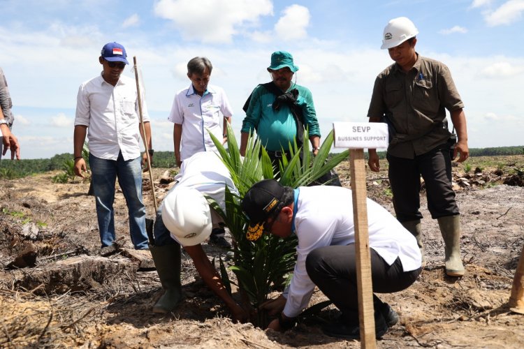 PTPN V Remajakan 13.727 Hektare Perkebunan Sawit Inti Hingga Tahun 2026