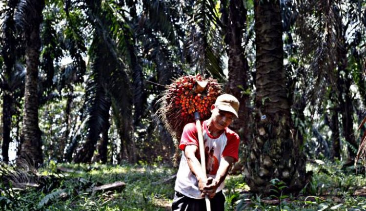 Riau akan Peroleh Triliunan Rupiah dari DBH Sawit