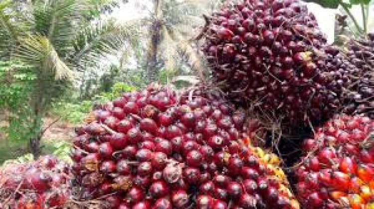 Harga TBS Kelapa Sawit Riau Turun Lagi