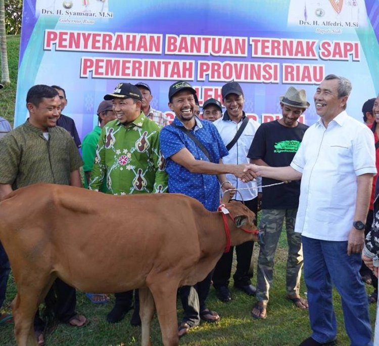 Gubernur Riau Serahkan 1.883 Ekor Sapi Kepada Masyarakat