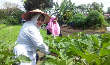 Lakukan Uji Residu Pestisida dan Kimia Berbahaya, Disketapang Pekanbaru Jamin Sayuran dan Buah KWT Cemara Gobah Aman Konsumsi
