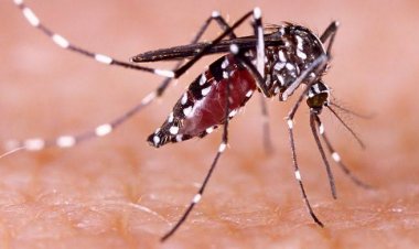 Waspada DBD, Segera Periksa Jika Alami Gejala-Gejala Ini