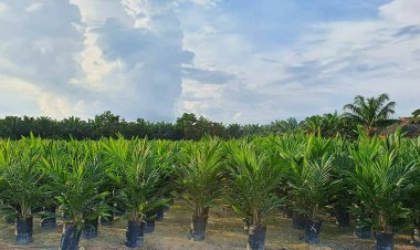 Puluhan Ribu Bibit Sawit Unggul PTPN V Ludes Diserbu Petani