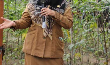 Kunjungi Lahan KWT Berkah Berseri Binaan Disketapang, Ketua TP PKK Pekanbaru Panen Sayur Mayur