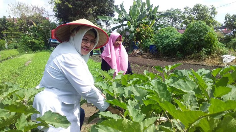 Lakukan Uji Residu Pestisida dan Kimia Berbahaya, Disketapang Pekanbaru Jamin Sayuran dan Buah KWT Cemara Gobah Aman Konsumsi