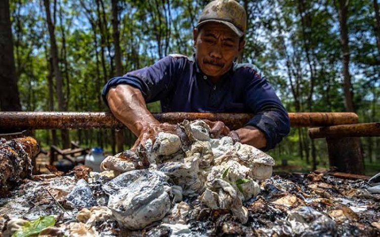 Pekan Ini, Harga Komoditi Perkebunan di Riau Banyak Turun