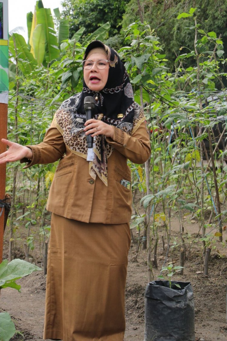 Kunjungi Lahan KWT Berkah Berseri Binaan Disketapang, Ketua TP PKK Pekanbaru Panen Sayur Mayur