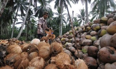 Harga Komoditi Perkebunan Riau Pekan Ini Banyak Naik