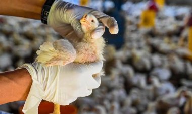 Pemprov Riau Surati Kabupaten/Kota Antisipasi Penyebaran Virus Flu Burung