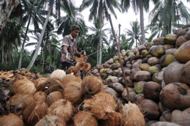 Berikut Harga Komoditi Perkebunan Riau Pekan Ini Ada yang Naik dan Turun