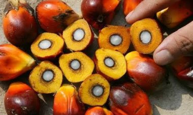 Harga TBS Sawit Riau Naik Untuk Sepekan ke Depan