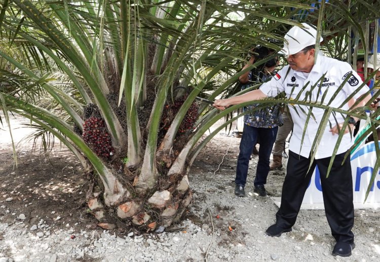 Produktivitas Petani Mitra PSR PTPN V Capai 29,23 Ton per Ha