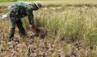 Pemko Pekanbaru Waspadai Potensi Gagal Panen Petani Karena Cuaca Panas Ekstrem