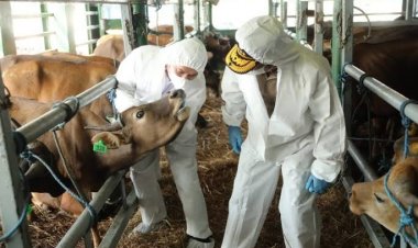 Jelang Idul Adha, Ternak Kurban Di Riau Bakal Diperiksa