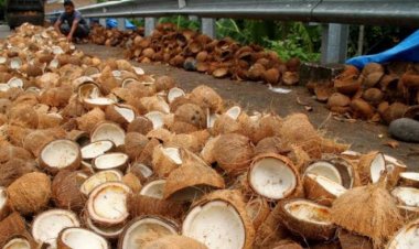 Akhir Pekan Harga Komoditi Perkebunan Riau Alami Fluktuasi