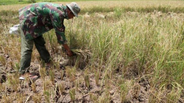 Pemko Pekanbaru Waspadai Potensi Gagal Panen Petani Karena Cuaca Panas Ekstrem