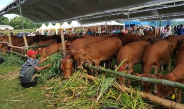 Kebutuhan Hewan Kurban Di Pekanbaru Tahun Ini Capai 9 Ribu Ekor