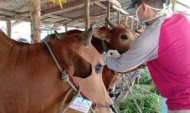 Cegah Penyakit Menular, Hewan Kurban Masuk Pekanbaru Dicek Surat Sehat dan Vaksin