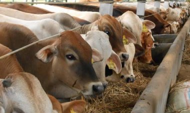 Distankan Pastikan Hewan Ternak di Pekanbaru Bebas Penyakit Menular