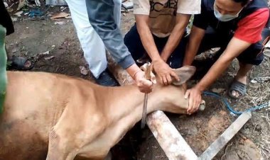 Orang yang Berkurban Diutamakan Menyembelih, Berikut Syarat dan Tata Caranya