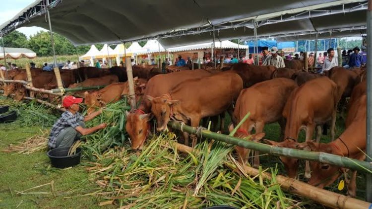 Pemprov Riau Pastikan Ketersediaan Hewan Kurban untuk Idul Adha 1444 H Tercukupi