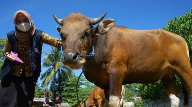 9 Keutamaan Berkurban di Hari Idul Adha, Setiap Bulunya Diganjar 1 Kebaikan