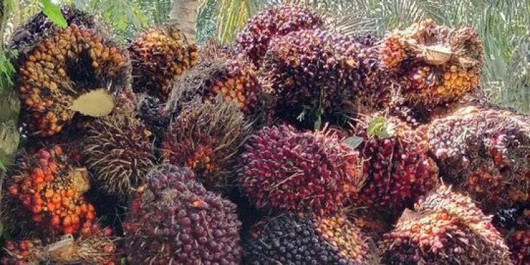 Harga TBS Kelapa Sawit Pekan Ini Naik, Jadi Rp2.319,07 per Kg