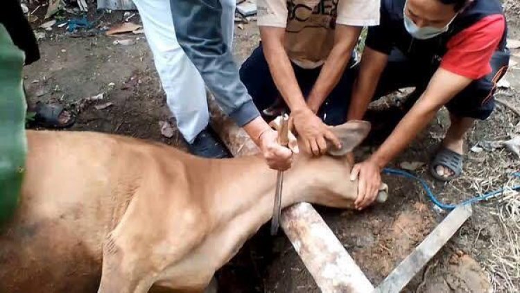 Orang yang Berkurban Diutamakan Menyembelih, Berikut Syarat dan Tata Caranya