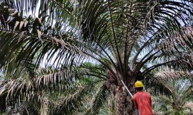 Nilai Tukar Petani Provinsi Riau Januari 2024 Naik 0,19 persen