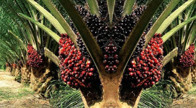 Harga Kelapa Sawit Plasma Naik, Berikut Daftarnya Seminggu ke depan