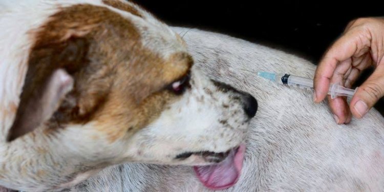 Ingat! Vaksin Rabies Hewan Peliharaan di Riau Gratis