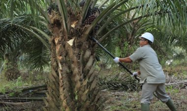 Konsisten Terapkan SMK3, PTPN V Pertahankan 17 Bendera Emas