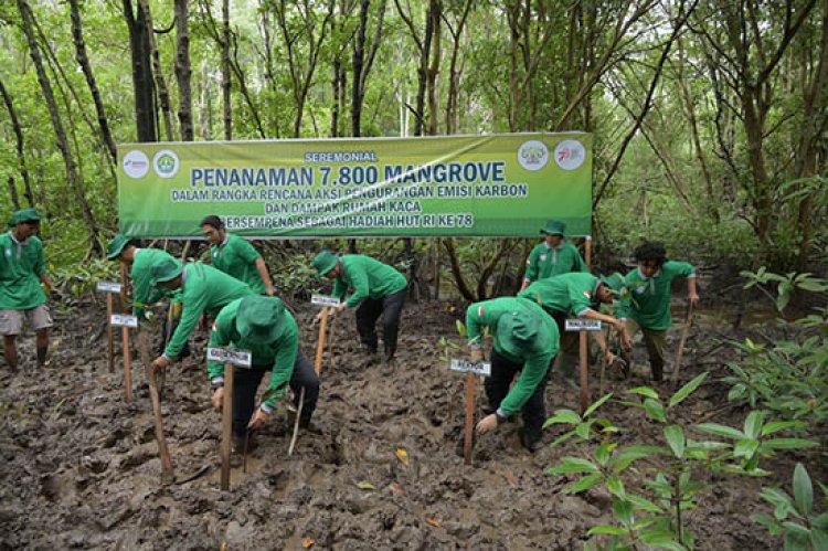 Wakil Rektor UNRI Tanam Mangrove Bersama PT KPI di Kawasan Kampus Purnama UNRI Dumai