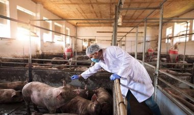 Irjen Kementan Minta Peternak Terapkan 'biosecurity' Cegah Flu Babi