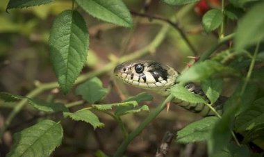 Usir Ular dari Rumah dan Sekitarnya dengan Tips Ini