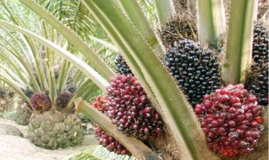 Harga TBS Kelapa Sawit Petani Mitra Swadaya Riau Periode 31 Januari-6 Februari 2024 Naik 2,94 Persen, Berikut Rinciannya
