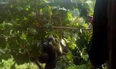 Mayat Mr X Ditemukan di Bawah Jembatan Garuda Sakti Pekanbaru