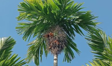 Harga Pinang Kering 100 Persen di Riau Minggu Ini Turun Jadi Rp4.780 per Kg