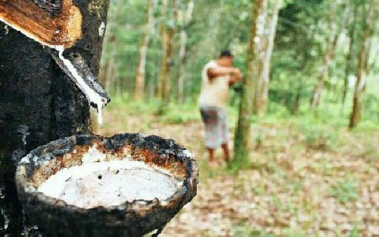 Harga Bahan Olahan Karet Rakyat di Riau Rp6 ribu hingga Rp16.500 per Kg