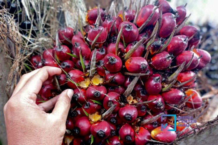 Harga TBS Kelapa Sawit Mitra Plasma di Riau Minggu Ini Turun Jadi Rp2.475 per Kilogram