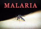 Penyakit Malaria di Desa Kuala Selat Inhil Meningkat dari 22 Jadi 128 Kasus