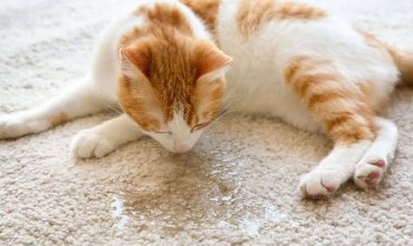 Cara Menghilangkan Bau Pipis Kucing yang Menyengat