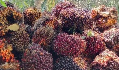 Ini Daftar Lengkap Harga Komoditas Perkebunan di Riau