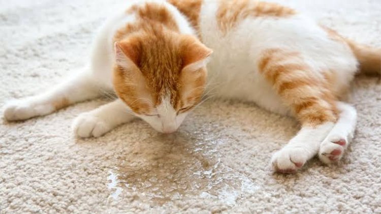 Cara Menghilangkan Bau Pipis Kucing yang Menyengat
