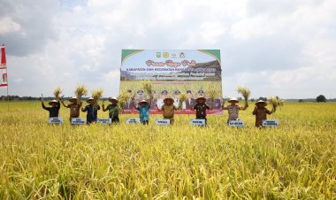 Bupati Siak Panen Raya Padi di Bungaraya, Petani Gembira Harga Gabah Tinggi