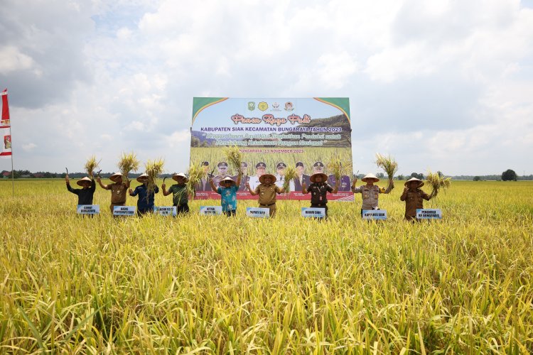 Bupati Siak Panen Raya Padi di Bungaraya, Petani Gembira Harga Gabah Tinggi