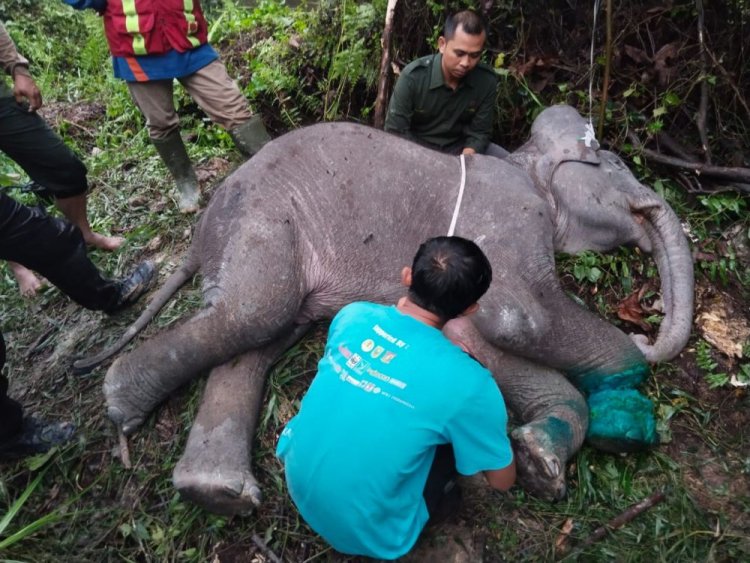 Seekor Bayi Gajah Mati Usai Kakinya Terjerat Tali Nilon di Kawasan Pemegang Izin Konsesi di Pelalawan